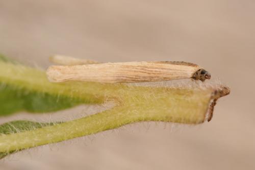 Coleophora follicularis